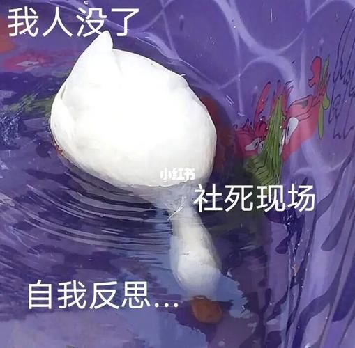 社死现场什么意思表情包，社死现场什么意思视频