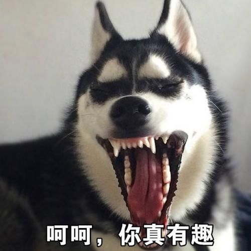 qq超级搞笑图片合集 网友最爱收藏的爆笑图