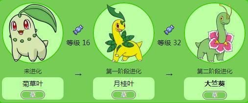 菊草叶进化进化后有什么变化