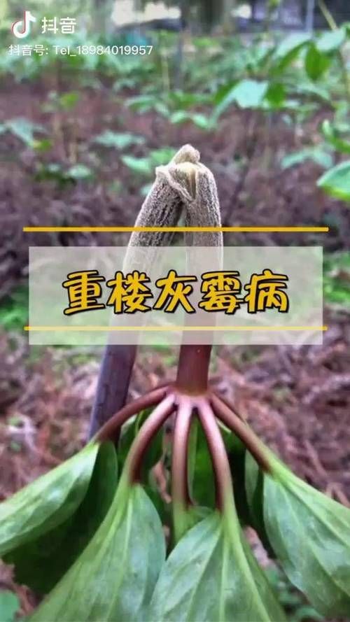 霜影出重楼的条件刷霜影的重楼和活动出的有什么区别