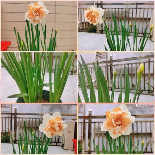 花季3.0 它能帮你实现梦想吗
