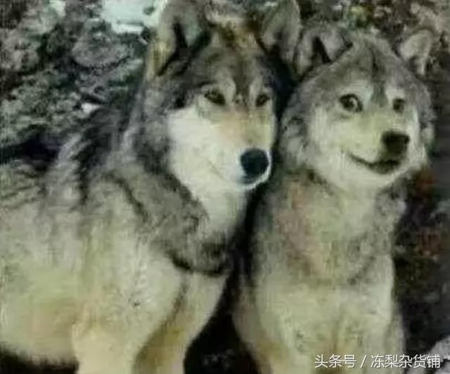 会不会玩成吉思汗就看你第一件装备！看看大神是如何玩狼的！