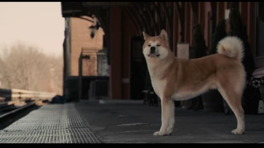 狗子不能理解离别？原来它们一生只会爱一个人