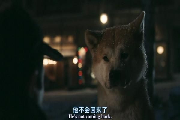 狗子不能理解离别？原来它们一生只会爱一个人