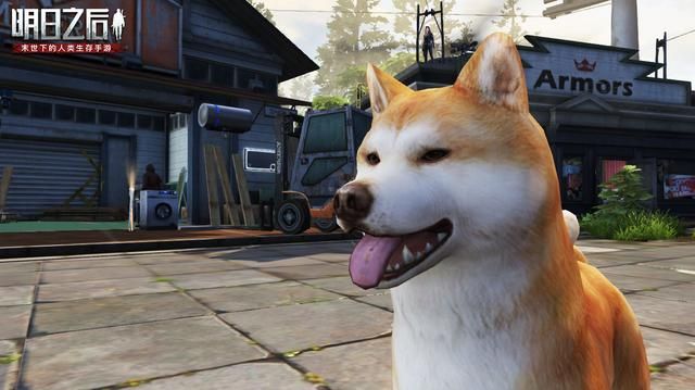 狗子不能理解离别？原来它们一生只会爱一个人