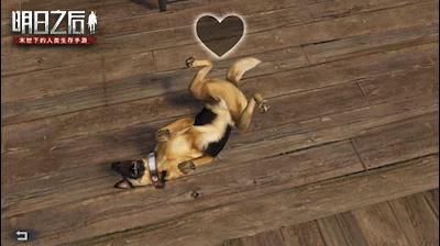 狗子不能理解离别？原来它们一生只会爱一个人