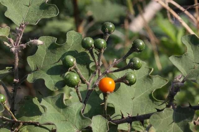 大航海时代2：游戏中的极品发现物，当年好多都没见过！