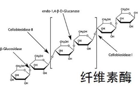 纤维素酶包括哪三种物质，纤维素酶包括哪三种高中课本