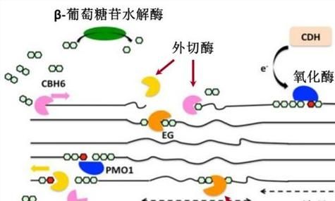 纤维素酶包括哪三种物质，纤维素酶包括哪三种高中课本