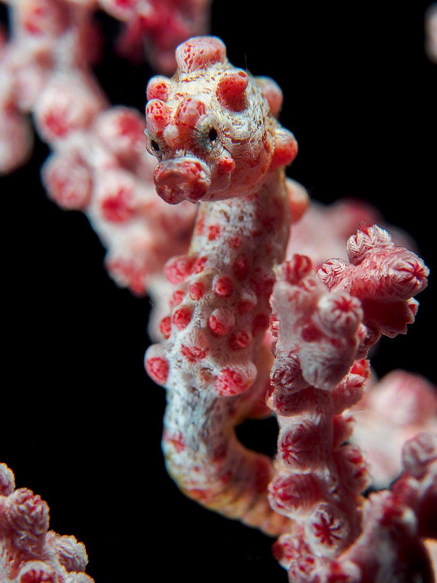 饾饤,豆丁海�? style=