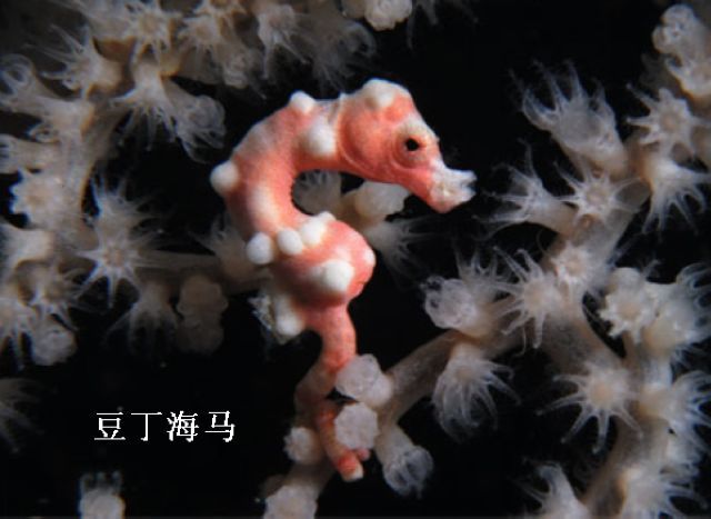 饾饤,豆丁海�? style=