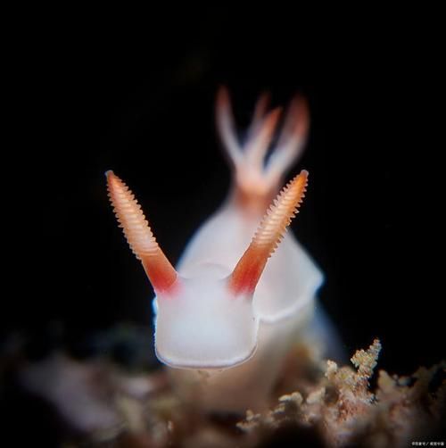 海兔是什么生物,海兔是什么类动物