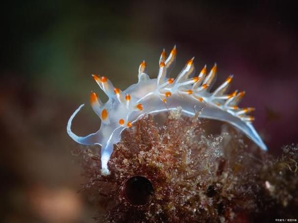 海兔是什么生物,海兔是什么类动物