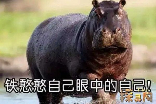 铁憨憨是什么意思网络,铁憨憨是什么意思网络用语