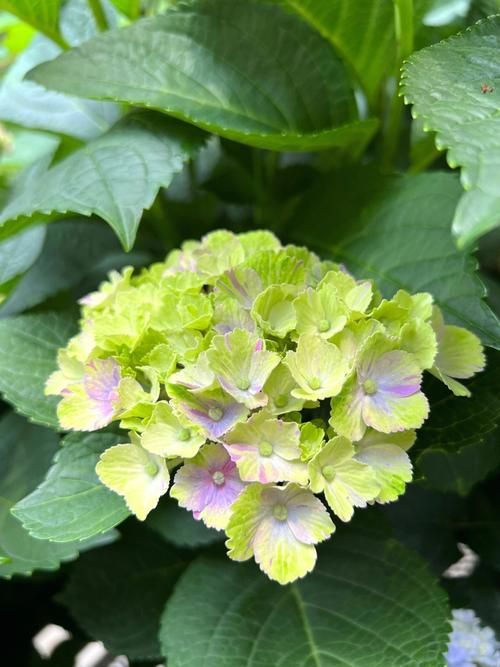 魔幻紫水晶，魔幻紫水晶绣球耐寒吗