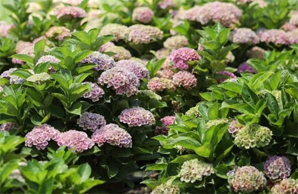 魔幻紫水晶，魔幻紫水晶绣球耐寒吗