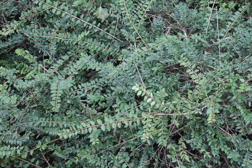 低矮灌木有哪些,常见花灌木有哪些