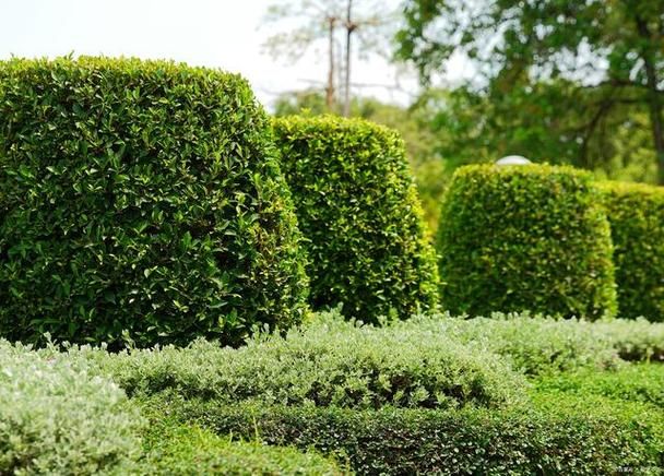 低矮灌木有哪些,常见花灌木有哪些