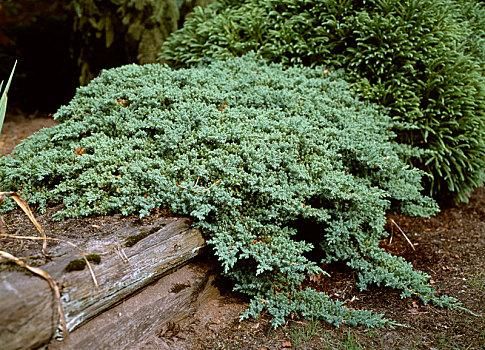 低矮灌木有哪些,常见花灌木有哪些