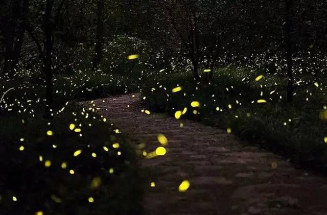 萤火虫 github,萤火虫 app 最新地址