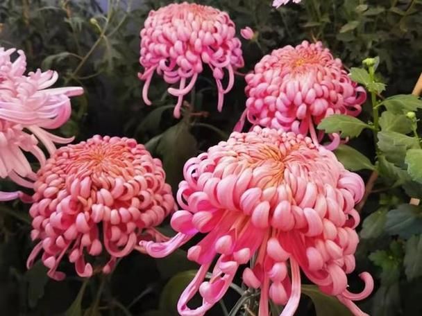 错过几世的依恋回头看不曾走远,仙剑三回头看不曾走远