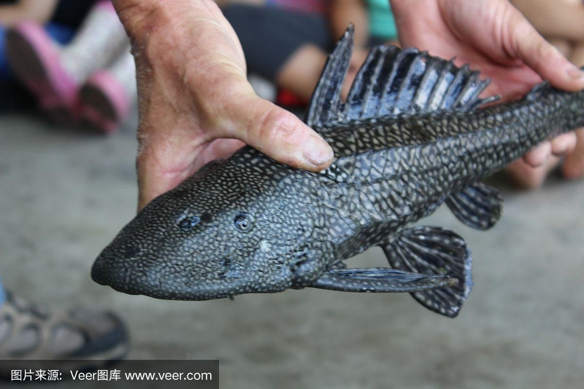 小型亚口鱼怎么获得,小型亚口鱼点