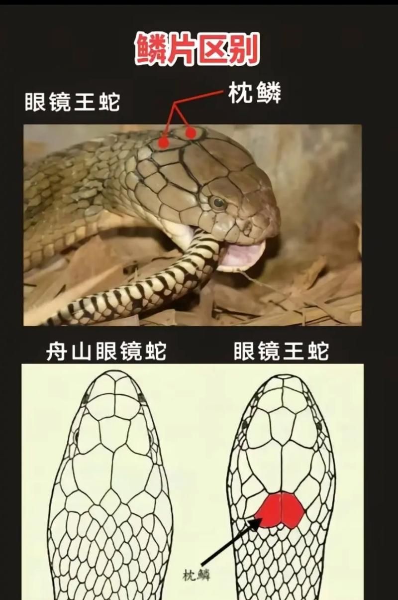 眼镜蛇鳞片哪里出,眼镜蛇鳞片哪里