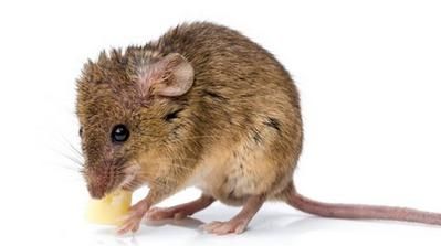 什么动物天天熬夜正确答案,什么动物天天熬夜 答案