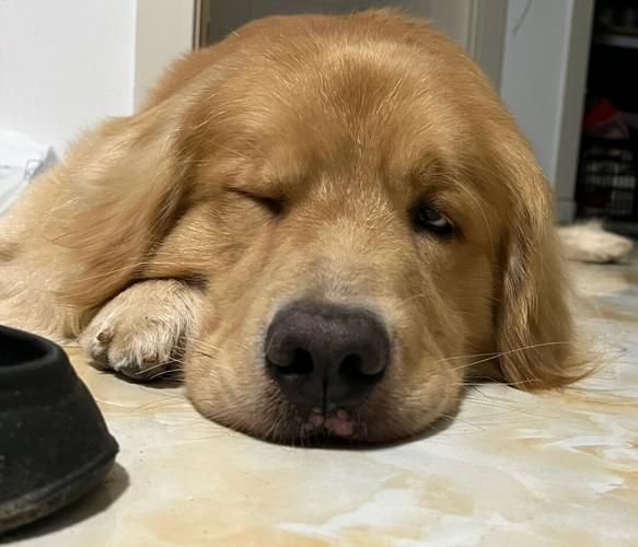 什么动物天天熬夜正确答案,什么动物天天熬夜 答案