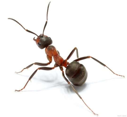 TRUSPLE 蚂蚁,TRUSPLE平台