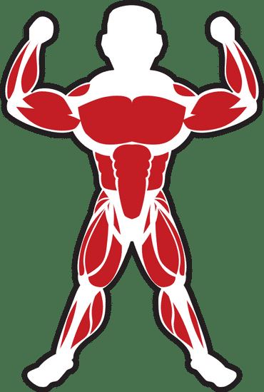muscleman怎么读,musclemania职业卡