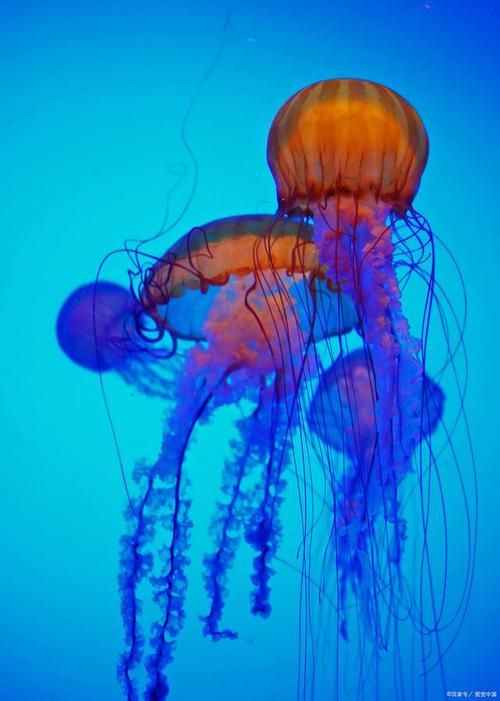 颜值最高的水母,水母有心脏吗图