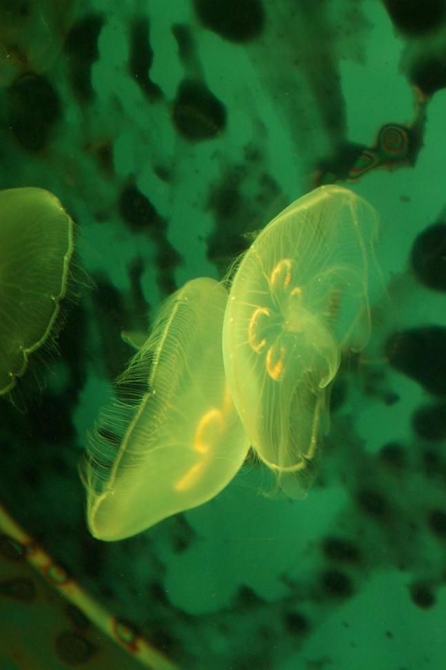 颜值最高的水母,水母有心脏吗图