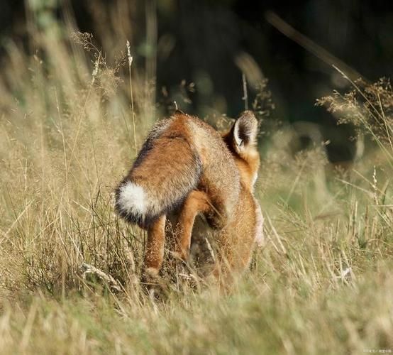 fennec fox是什么意思，Fennec Fox翻译