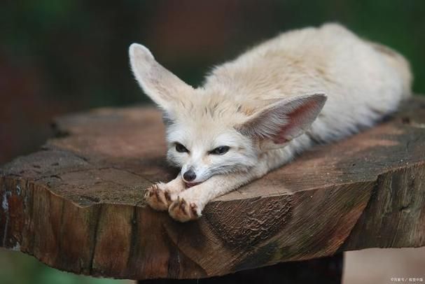 fennec fox是什么意思，Fennec Fox翻译