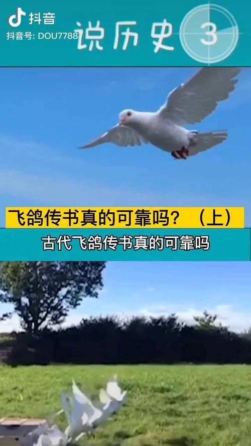 飞鸽传书最新版,飞鸽传书软件功能