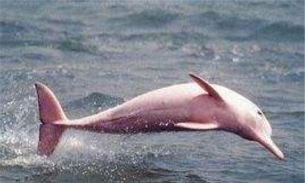 粉红瓶鼻海豚介绍,粉红瓶鼻海豚是中华白海豚吗