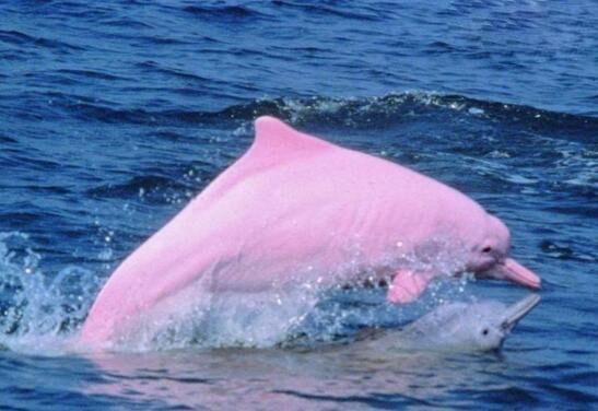 粉红瓶鼻海豚介绍,粉红瓶鼻海豚是中华白海豚吗