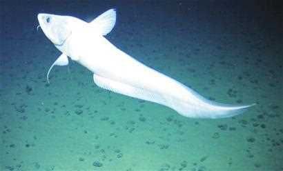 新鲜的鼠尾鱼在哪钓，新鲜的鼠尾鱼哪里钓