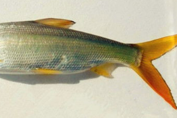 斑点黄尾鱼的烹饪配方,斑点黄尾鱼哪里爆率高