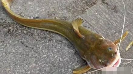 新鲜的刺须鲶鱼在哪钓,新鲜的刺须鲶鱼哪里多