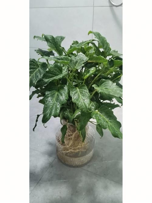 龙鳞天使鱼群在哪里钓的多,龙鳞天使鱼哪里多