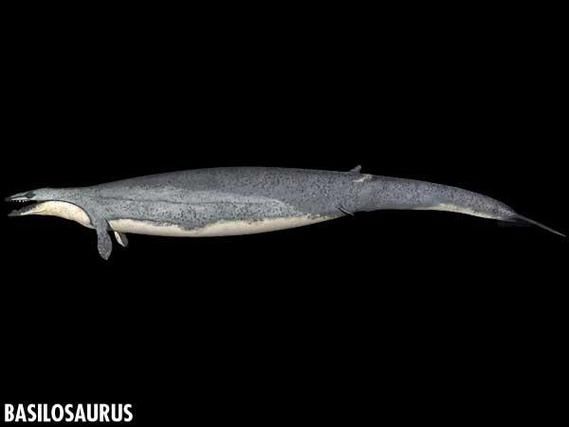 伊西斯龙王鲸体重，伊西斯龙王鲸正模体长