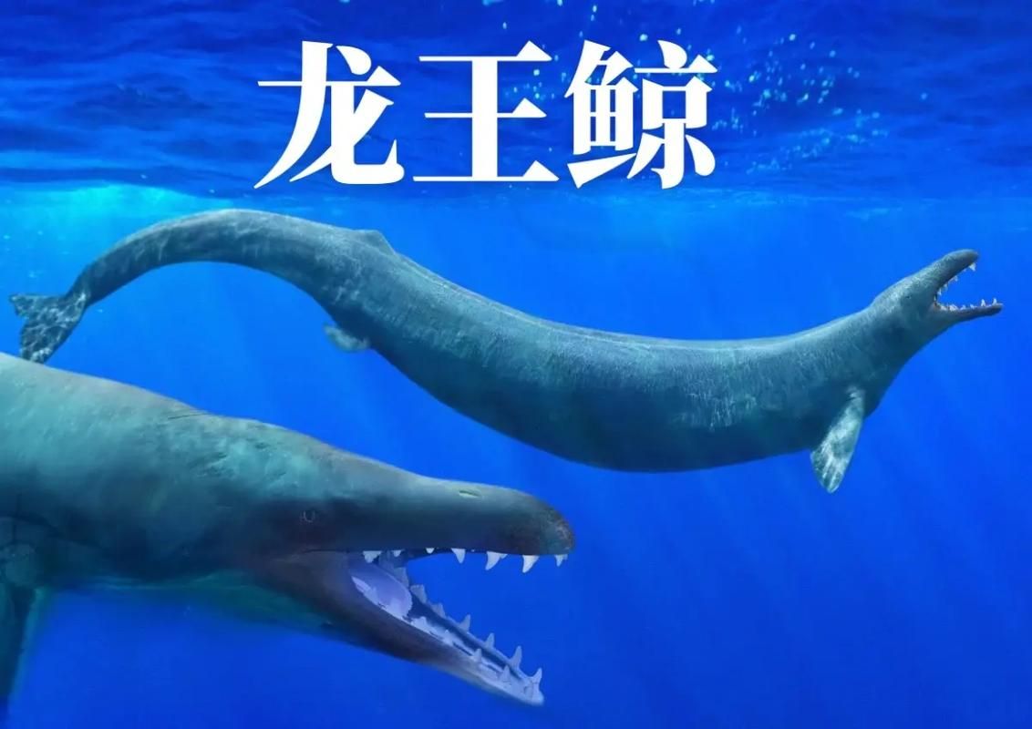 伊西斯龙王鲸体重，伊西斯龙王鲸正模体长