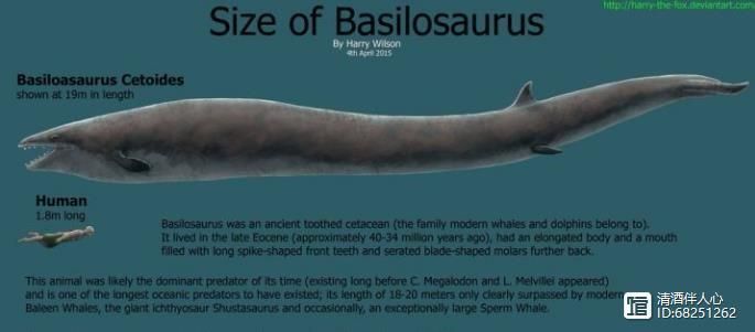 伊西斯龙王鲸体重，伊西斯龙王鲸正模体长