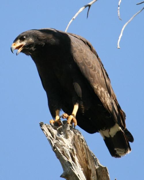 Black Hawk War，Black Hawk CCH弹挂