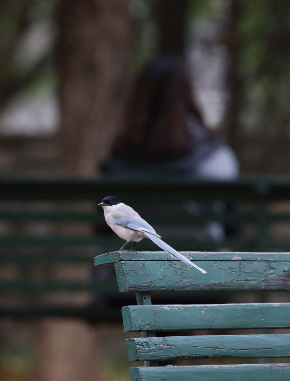 uubird cn，uubird日报