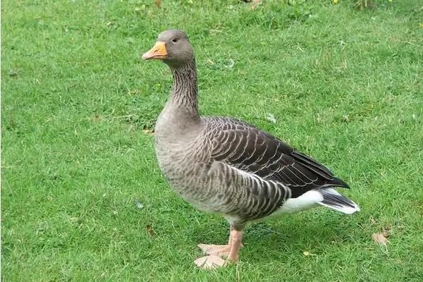 大鹅的祖先是野雁？原来是这样！