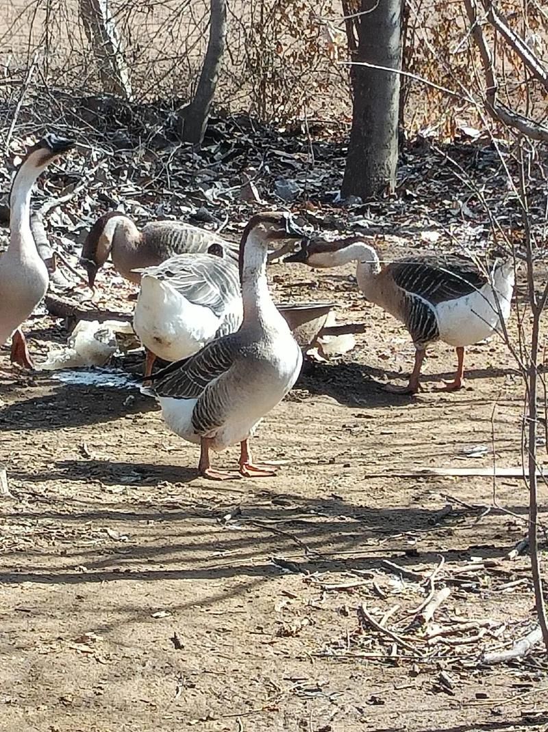 大鹅的祖先是野雁？原来是这样！
