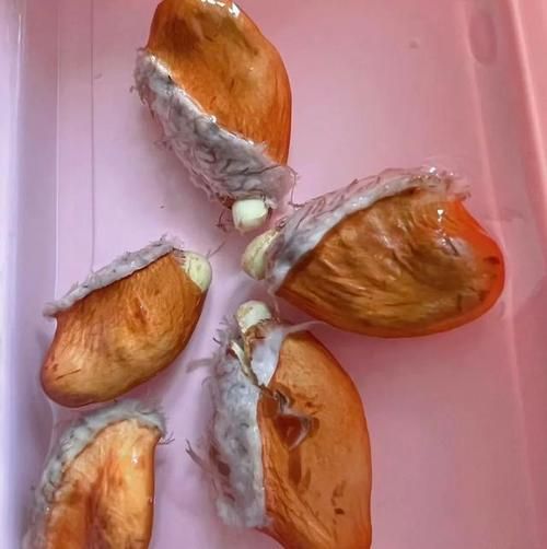 热带水果哪种果核好吃？答案是菠萝蜜！